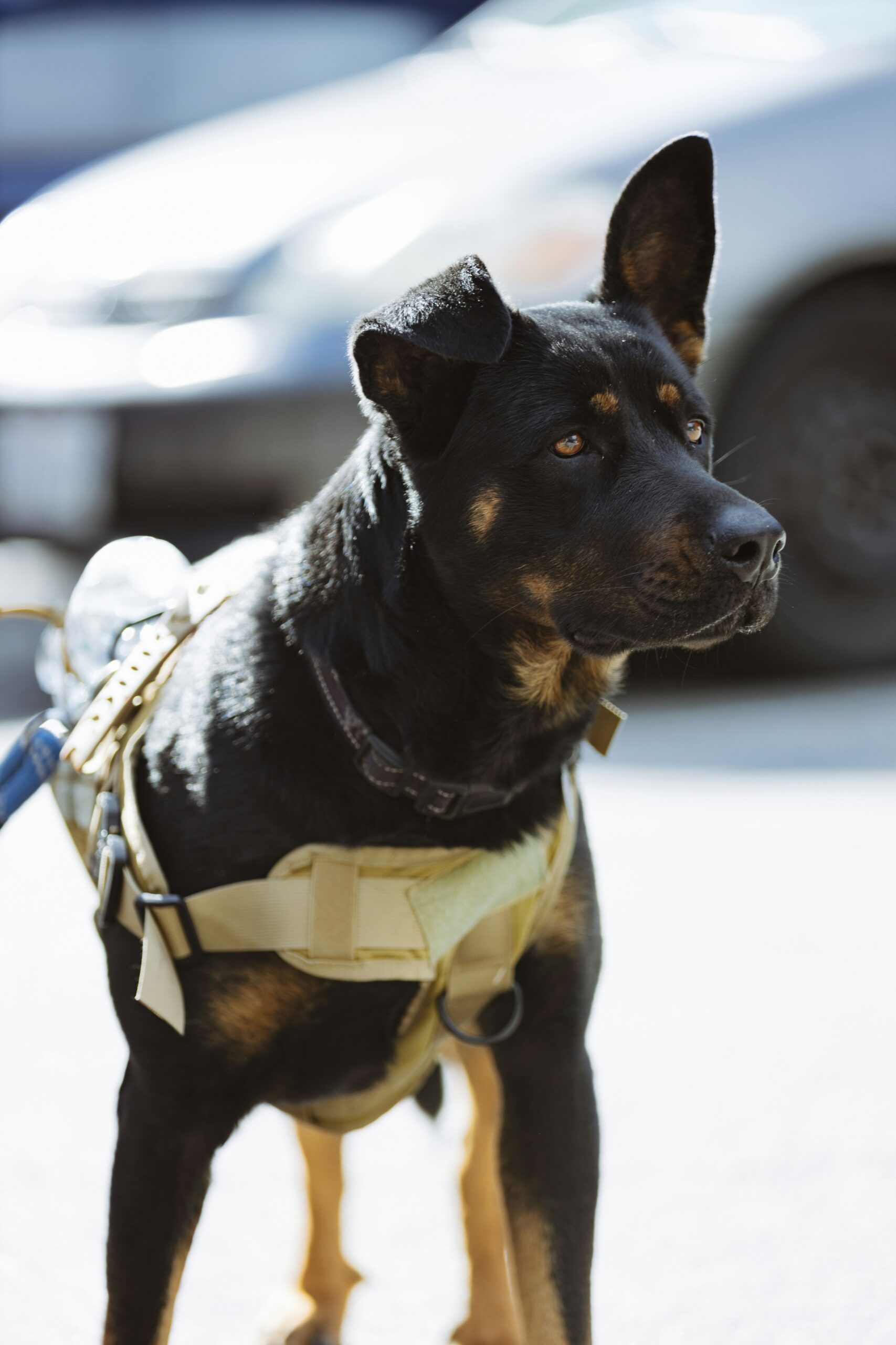 Sécurité cynophile